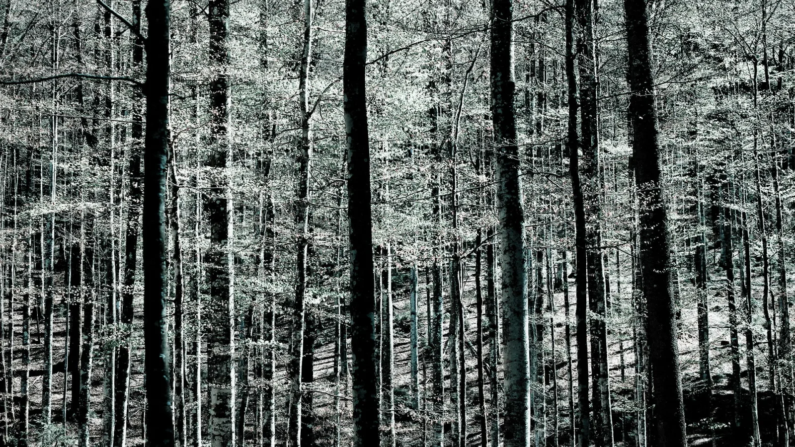 Dichter Bergwald mit hohen, schlanken Baumstämmen in Schwarz-Weiß-Optik mit leichtem Grünstich, darüber helles frisches Laub, am Waldboden liegt diffuses Licht.