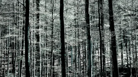 Dichter Bergwald mit hohen, schlanken Baumstämmen in Schwarz-Weiß-Optik mit leichtem Grünstich, darüber helles frisches Laub, am Waldboden liegt diffuses Licht.