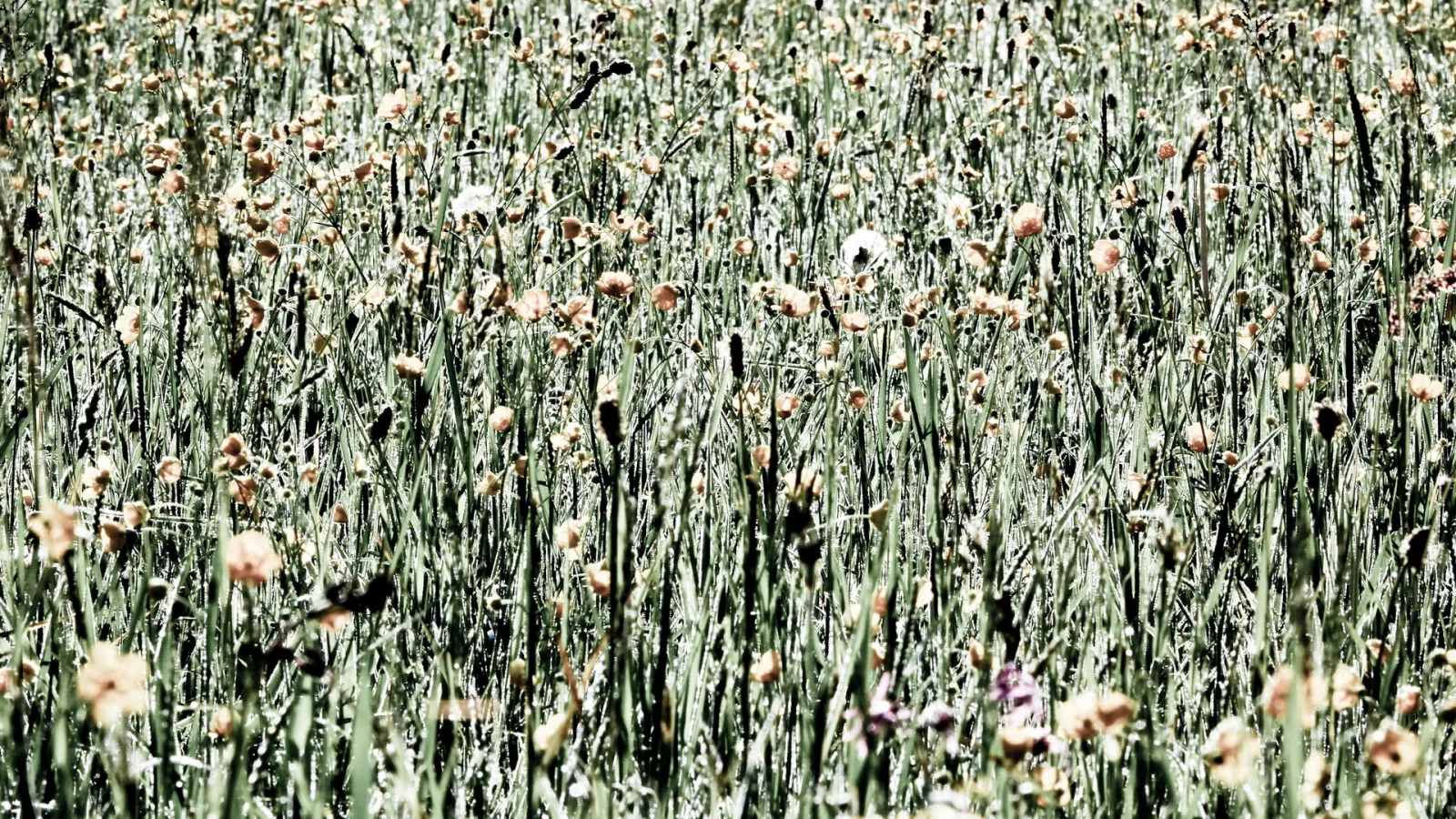 Dichte Blumenwiese mit hohen grünen Gräsern und blassrosa Blüten, die im hellen Licht fast ausgebleicht wirken.