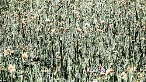 Dichte Blumenwiese mit hohen grünen Gräsern und blassrosa Blüten, die im hellen Licht fast ausgebleicht wirken.