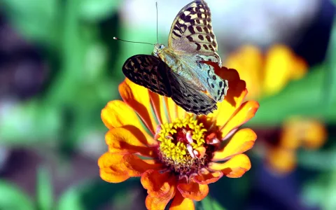 Ein gepunkteter Falter sitzt auf einer orangefarbenen Zinnienblüte vor grünem, unscharfem Hintergrund.