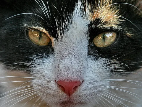 Nahaufnahme des Gesichts einer schwarz-weiß gefleckten Katze mit goldgrünen Augen und rosafarbener Nase