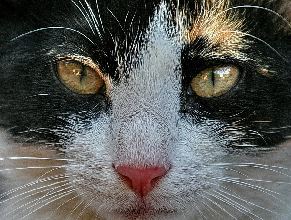 Nahaufnahme des Gesichts einer schwarz-weiß gefleckten Katze mit goldgrünen Augen und rosafarbener Nase