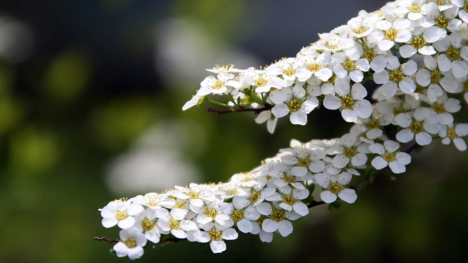 Ein Zweig mit dichten Dolden weißer Blüten mit gelber Mitte vor unscharfem grünem Hintergrund.
