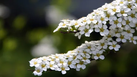 Ein Zweig mit dichten Dolden weißer Blüten mit gelber Mitte vor unscharfem grünem Hintergrund.