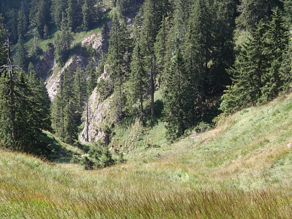Dichter Nadelwald an einem steilen Berghang mit hellen Felsen, davor eine grasbewachsene Bergwiese im Sommerlicht.