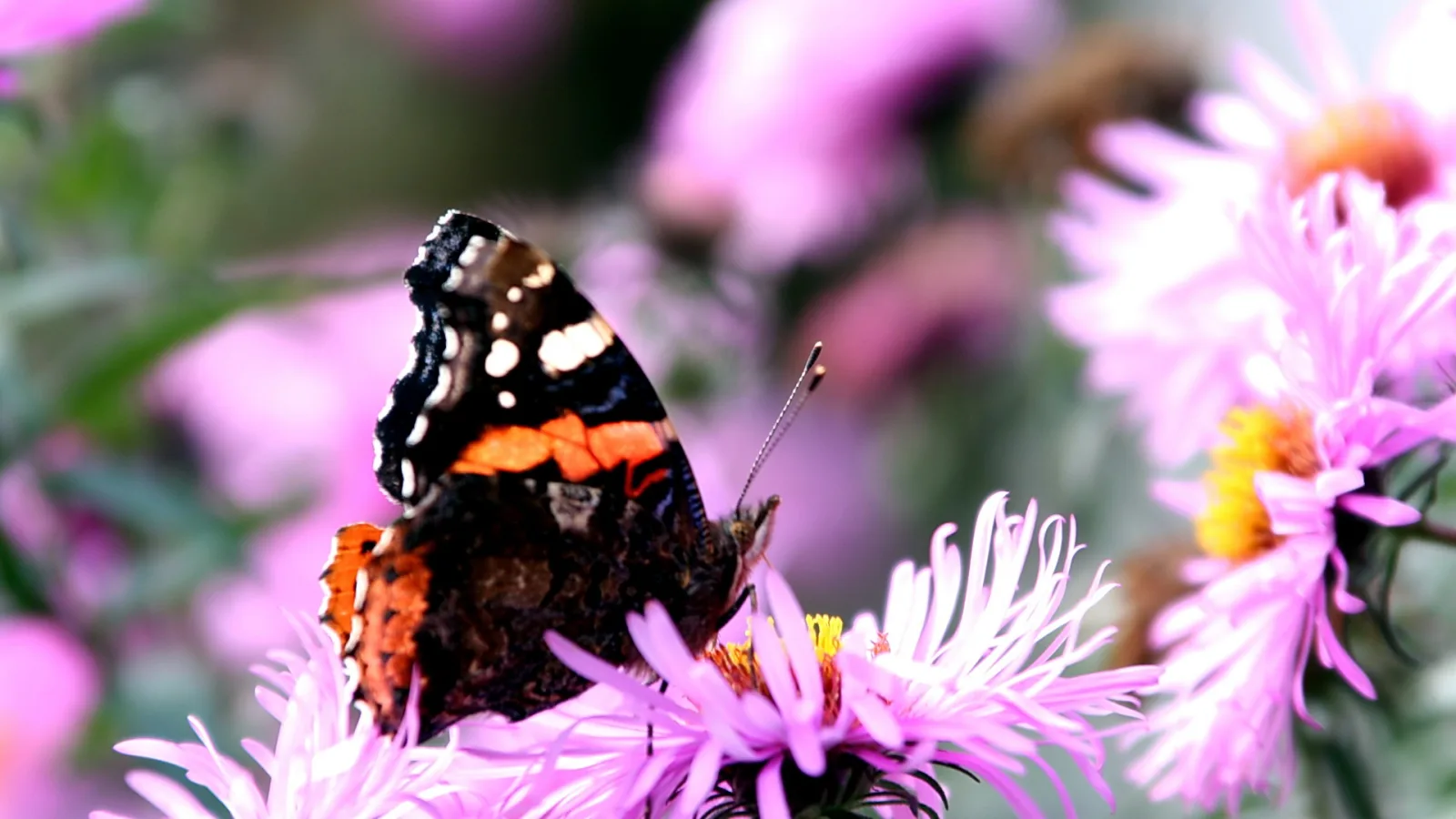 Ein Roter Admiral mit geöffneten Flügeln sitzt auf einer rosafarbenen Aster, im unscharfen Hintergrund weitere Blüten.