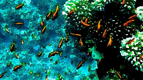 Viele kleine orangefarbene Fische schwimmen über einem türkisblauen Riff, rechts dunkle Tiefe mit hellen Korallenflecken.