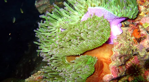 Grün gefärbte Seeanemone mit lila Spitzen vor einem bunt bewachsenen Korallenriff, links dunkles Wasser, eine orange Anemone im unteren Bildbereich.