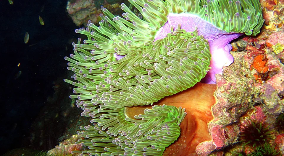 Grün gefärbte Seeanemone mit lila Spitzen vor einem bunt bewachsenen Korallenriff, links dunkles Wasser, eine orange Anemone im unteren Bildbereich.