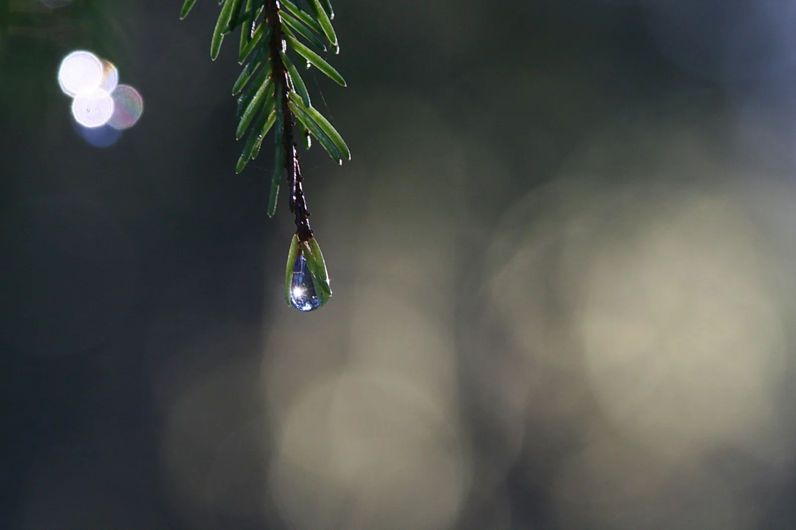 Ein Tropfen Wasser hängt an der Spitze eines dunkelgrünen Fichtenzweigs, im Hintergrund verschwimmt ein dunkler Wald in warmen Lichtflecken.