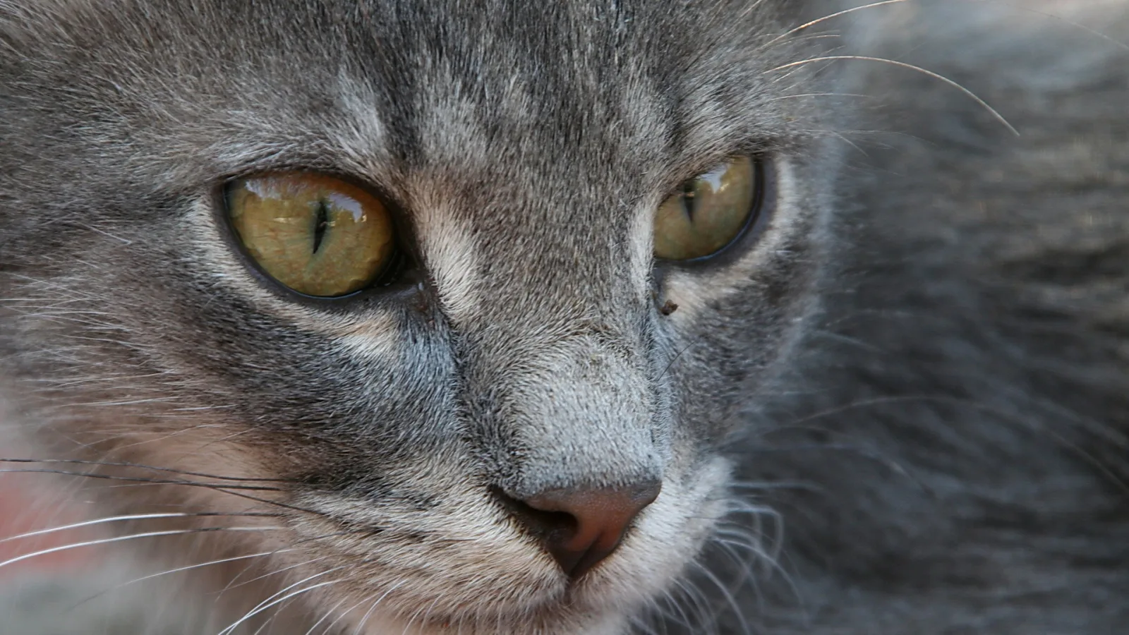 Nahaufnahme des Kopfes einer grauen Katze mit gelbgrünen Augen und rosafarbener Nase, Blick direkt in die Kamera.