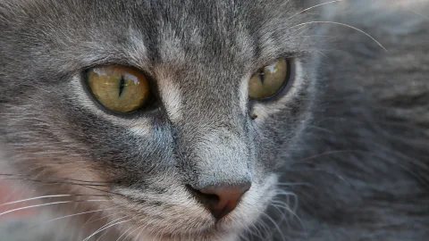 Nahaufnahme des Kopfes einer grauen Katze mit gelbgrünen Augen und rosafarbener Nase, Blick direkt in die Kamera.