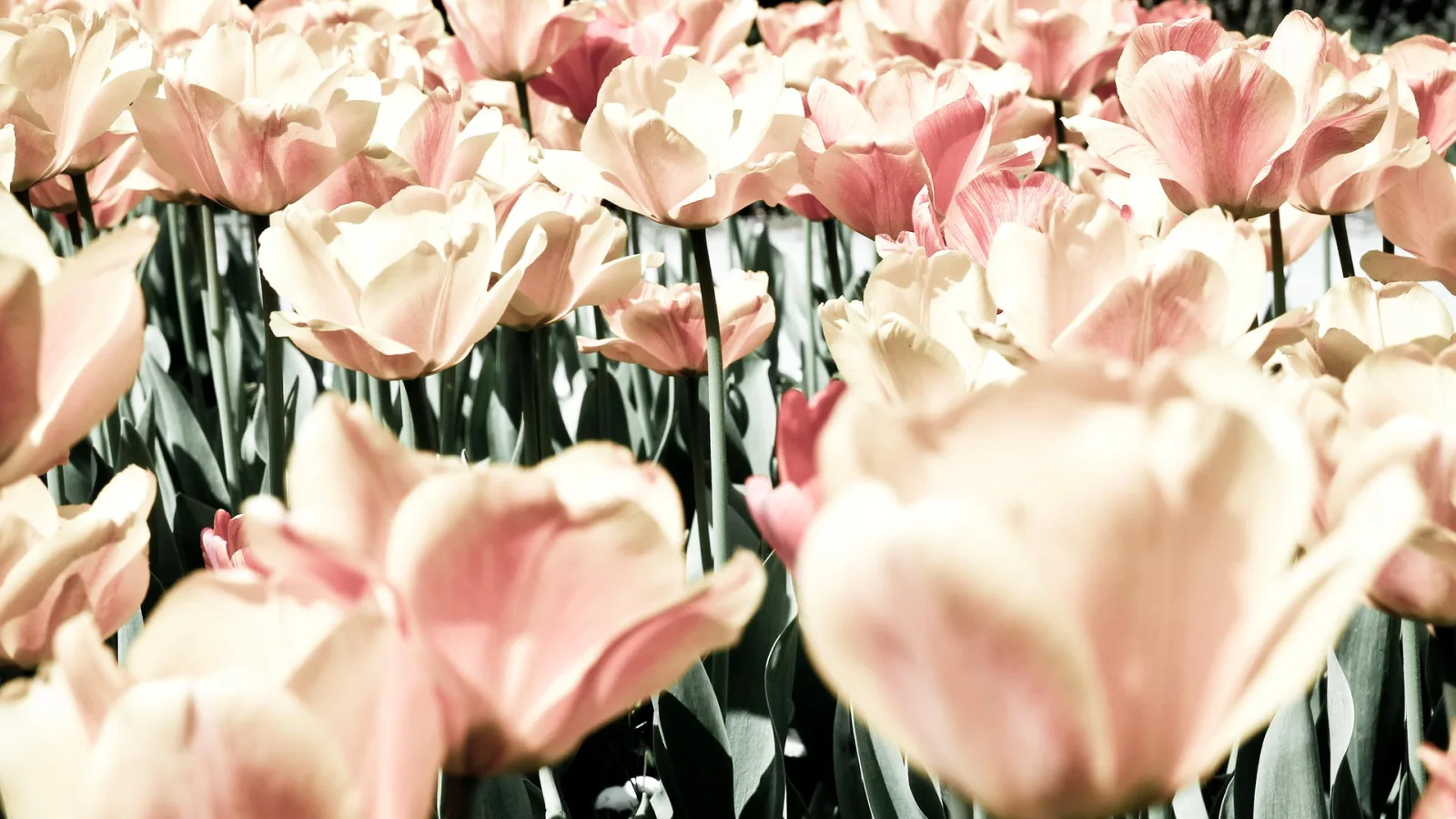 Ein Feld rosafarbener Tulpen mit cremefarbenen Blüten und grünen Stängeln, im Vordergrund zwei große Blüten unscharf, dahinter eine dichte Reihe weiterer Tulpen.