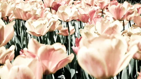 Ein Feld rosafarbener Tulpen mit cremefarbenen Blüten und grünen Stängeln, im Vordergrund zwei große Blüten unscharf, dahinter eine dichte Reihe weiterer Tulpen.