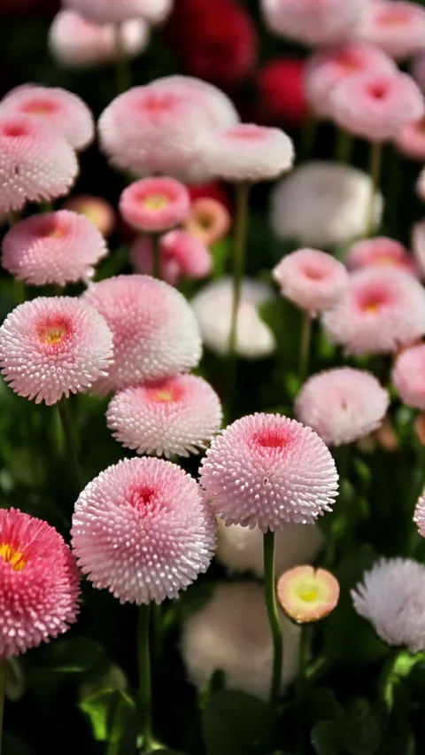 Mehrere rosa Gänseblümchen mit dicht gepackten, pinkfarbenen Blütenköpfen und gelben Mitten vor grünem, unscharfem Hintergrund.