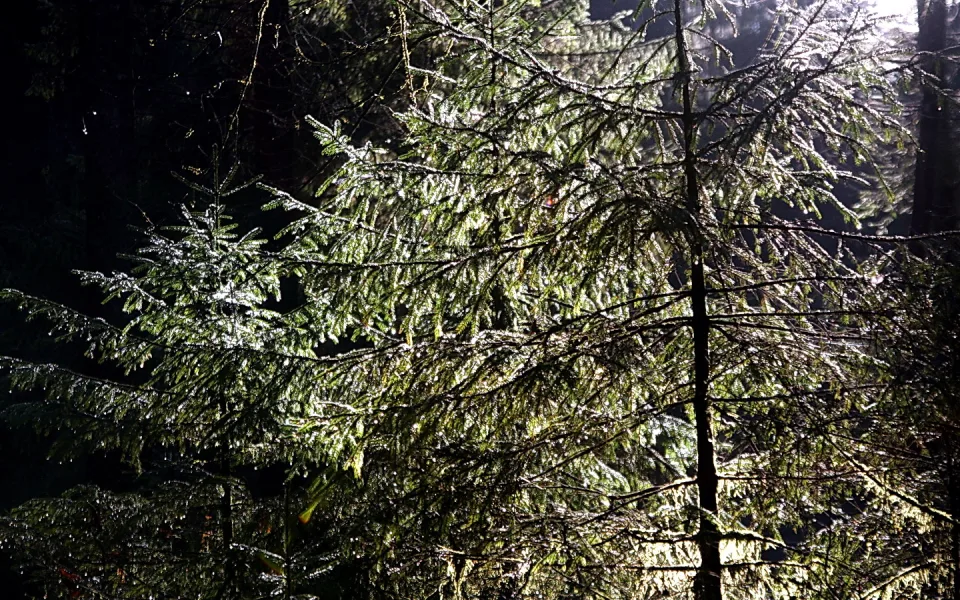 Dichte Fichtenzweige mit feinen Nadeln, von hinten von Sonnenlicht durchleuchtet, davor ein dunkler Waldhintergrund.