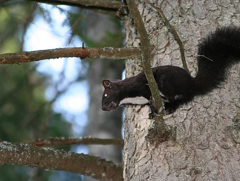 Schwarzes Eichhörnchen mit weißem Bauchstreifen klettert an einem Baumstamm nach oben, im Hintergrund unscharfer Wald.
