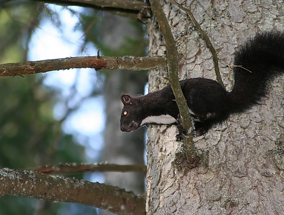 Schwarzes Eichhörnchen mit weißem Bauchstreifen klettert an einem Baumstamm nach oben, im Hintergrund unscharfer Wald.