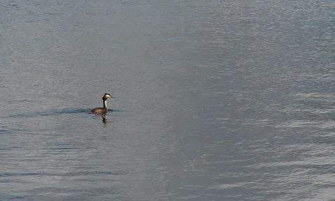 Ein Haubentaucher schwimmt links der Bildmitte auf einer glatten, grauen Wasserfläche und hinterlässt eine kleine Spiegelung.