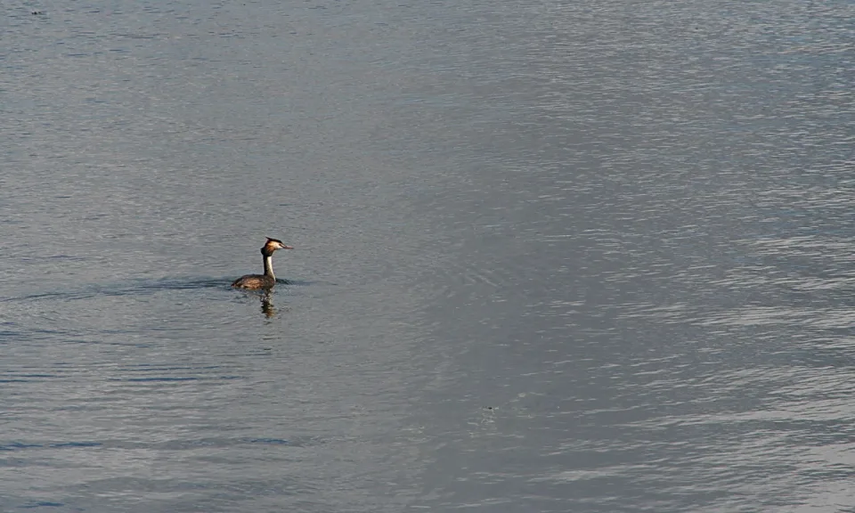 Ein Haubentaucher schwimmt links der Bildmitte auf einer glatten, grauen Wasserfläche und hinterlässt eine kleine Spiegelung.