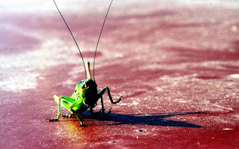 Eine grüne Heuschrecke mit langen Fühlern steht von vorn gesehen auf einer rötlich schimmernden Fläche und wirft einen langen Schatten.