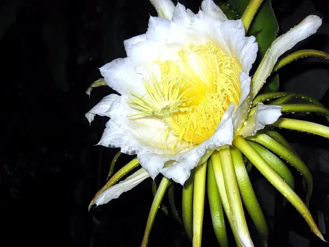 Große weiße Kaktusblüte mit gelbem Staubblattzentrum vor schwarzem Hintergrund, grünliche Hüllblätter am Rand.