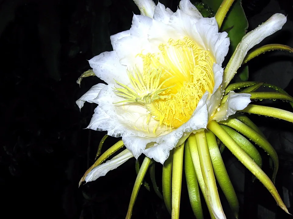 Große weiße Kaktusblüte mit gelbem Staubblattzentrum vor schwarzem Hintergrund, grünliche Hüllblätter am Rand.
