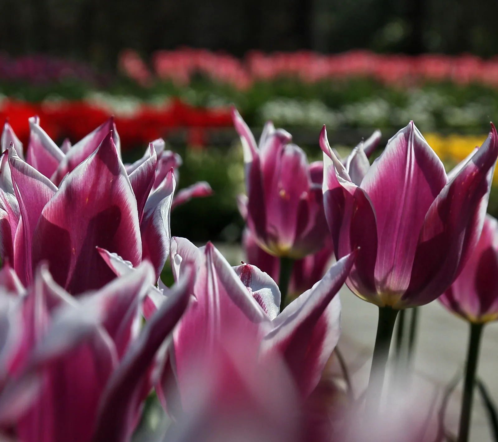 Lila Tulpen mit weißen Rändern im Vordergrund, dahinter unscharfe Blumenbeete in Rot, Rosa und Gelb