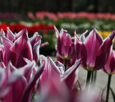Lila Tulpen mit weißen Rändern im Vordergrund, dahinter unscharfe Blumenbeete in Rot, Rosa und Gelb