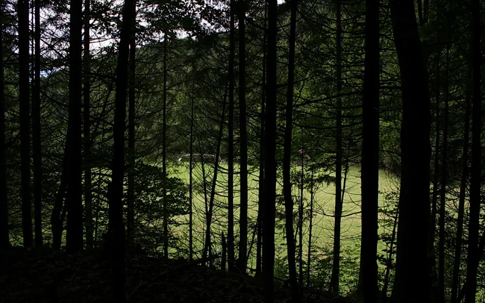 Dunkle Nadelbaumstämme rahmen eine grüne Waldwiese, die von Sonnenlicht beschienen wird.