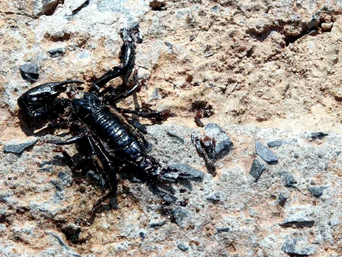Toter schwarzer Skorpion mit eingeklappten Scheren auf hellem, steinigem Untergrund