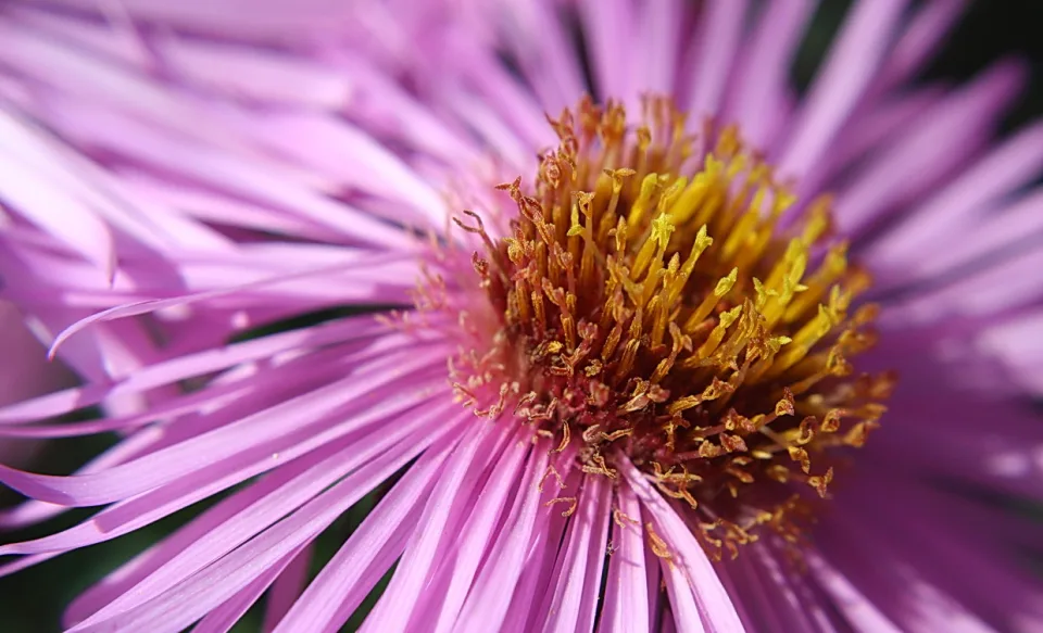 Nahaufnahme einer lila Aster mit gelb-orangefarbener Blütenmitte und feinen Staubgefäßen, die Blütenblätter fächern sich von der Mitte nach außen auf.