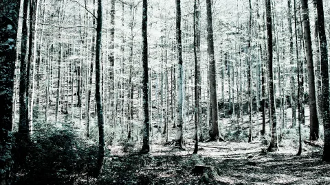 Dichter Laubwald mit hohen, schlanken Baumstämmen in blaugrünen Tönen, am Boden Unterholz und Lichtflecken.