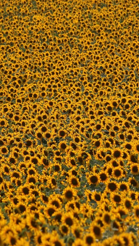 Dichtes Feld aus gelben Sonnenblumen mit dunklen Blütenmitten, perspektivisch von oben nach vorne laufend, Hochformat.