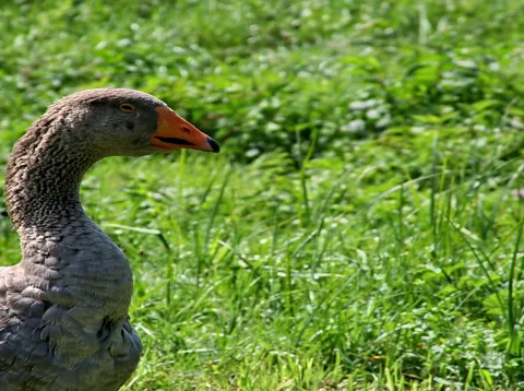 Graugans im Profil vor einer grünen Wiese, mit orangefarbenem Schnabel und schwarzer Spitze