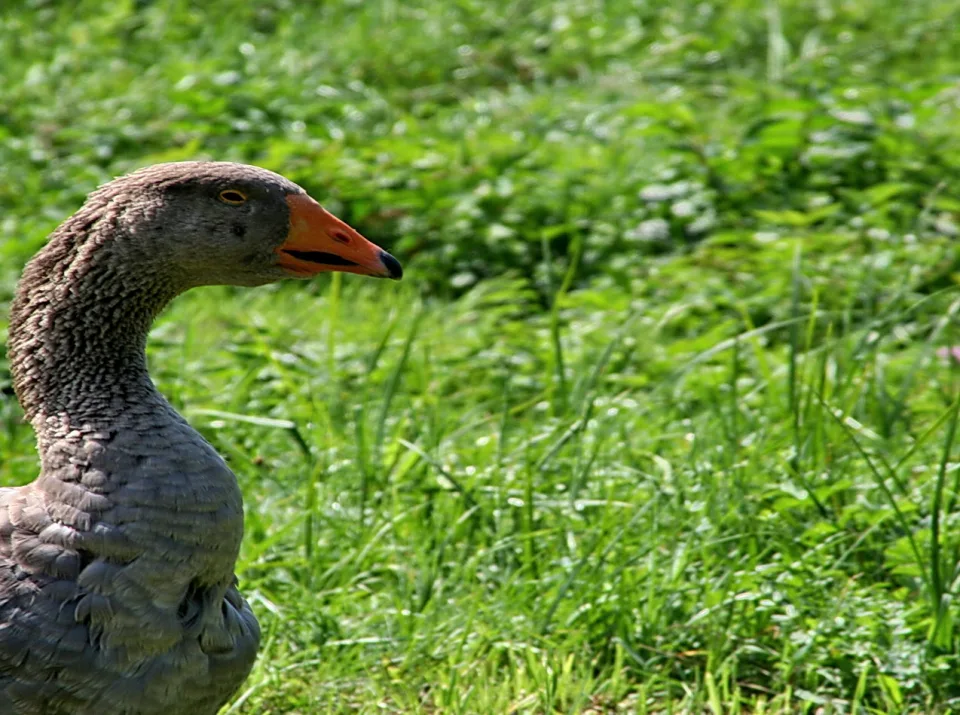 Graugans im Profil vor einer grünen Wiese, mit orangefarbenem Schnabel und schwarzer Spitze