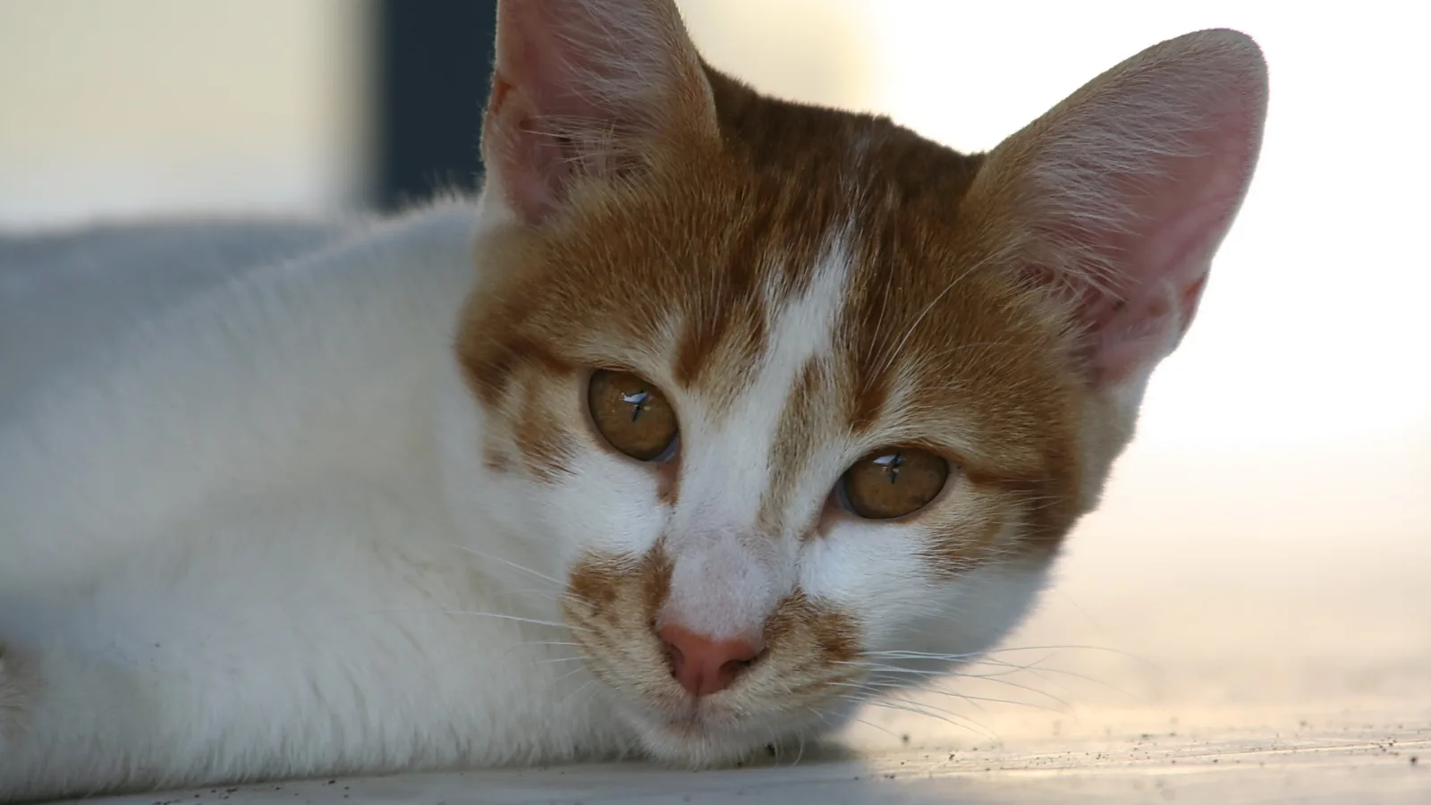 Rot-weiß getigerte Katze liegt auf einer hellen Fläche und blickt direkt in die Kamera, im Hintergrund unscharfes helles Licht.