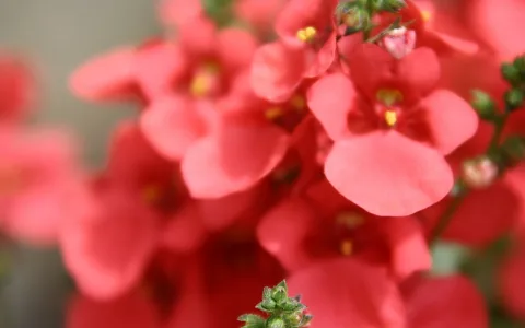 Nahaufnahme von korallroten Blüten mit gelben Staubgefäßen vor unscharfem grauem Hintergrund, rechts ein grüner Knospenstand.