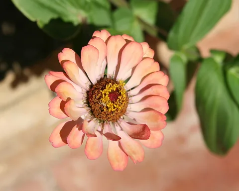 Eine pfirsichfarbene Zinnienblüte mit mehreren Blütenblattreihen und gelbem Staubbeutelkranz um die braune Mitte, von oben fotografiert, im Hintergrund grüne Blätter und eine unscharfe helle Mauer.