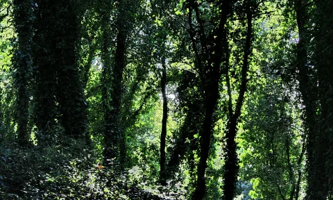 Dichter grüner Wald mit efeuberankten Baumstämmen, durch die Sonne fällt helles Licht zwischen den Blättern, am Boden dunkles Unterholz.
