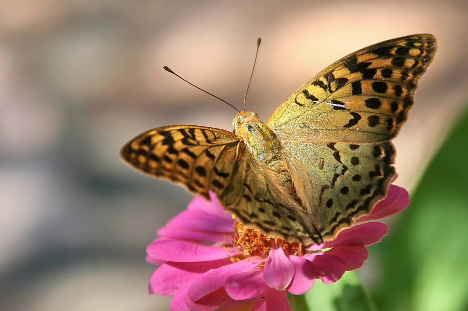Ein gemusterter Schmetterling mit gepunkteten Flügeln sitzt auf einer rosa Blüte, die Flügel sind leicht geöffnet, der Hintergrund ist unscharf.