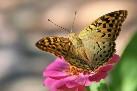 Ein gemusterter Schmetterling mit gepunkteten Flügeln sitzt auf einer rosa Blüte, die Flügel sind leicht geöffnet, der Hintergrund ist unscharf.