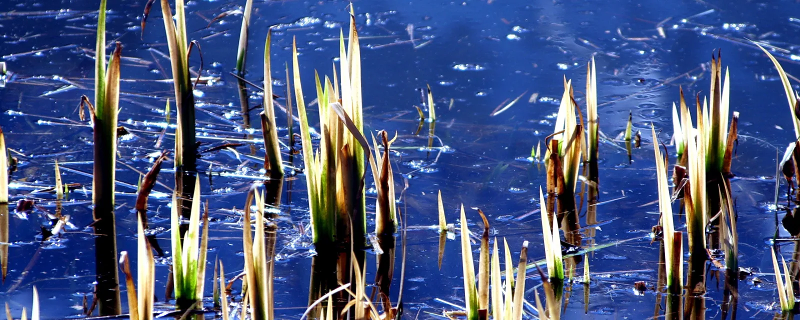 Mehrere grüne Schilfspitzen mit gelblich-braunen Blättern ragen aus einer blauen Wasserfläche, auf der Lichtreflexe und dünne Halme treiben.