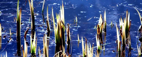 Mehrere grüne Schilfspitzen mit gelblich-braunen Blättern ragen aus einer blauen Wasserfläche, auf der Lichtreflexe und dünne Halme treiben.