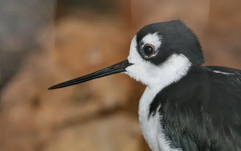 Nahaufnahme im Profil eines Stelzenläufers mit schwarzer Kopfkappe, weißem Gesicht, rotbraunem Auge und langem, dünnem schwarzem Schnabel vor unscharfem braunem Hintergrund.