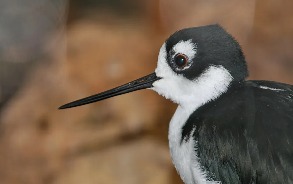 Nahaufnahme im Profil eines Stelzenläufers mit schwarzer Kopfkappe, weißem Gesicht, rotbraunem Auge und langem, dünnem schwarzem Schnabel vor unscharfem braunem Hintergrund.