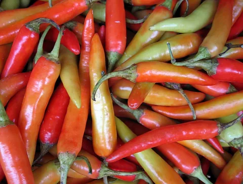 Dicht gehäufte Chilischoten in Rot, Orange, Gelb und Grün, in Nahaufnahme fotografiert.
