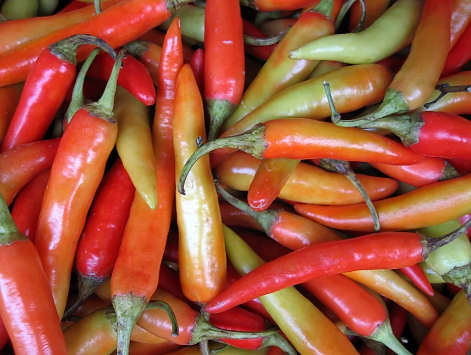 Dicht gehäufte Chilischoten in Rot, Orange, Gelb und Grün, in Nahaufnahme fotografiert.