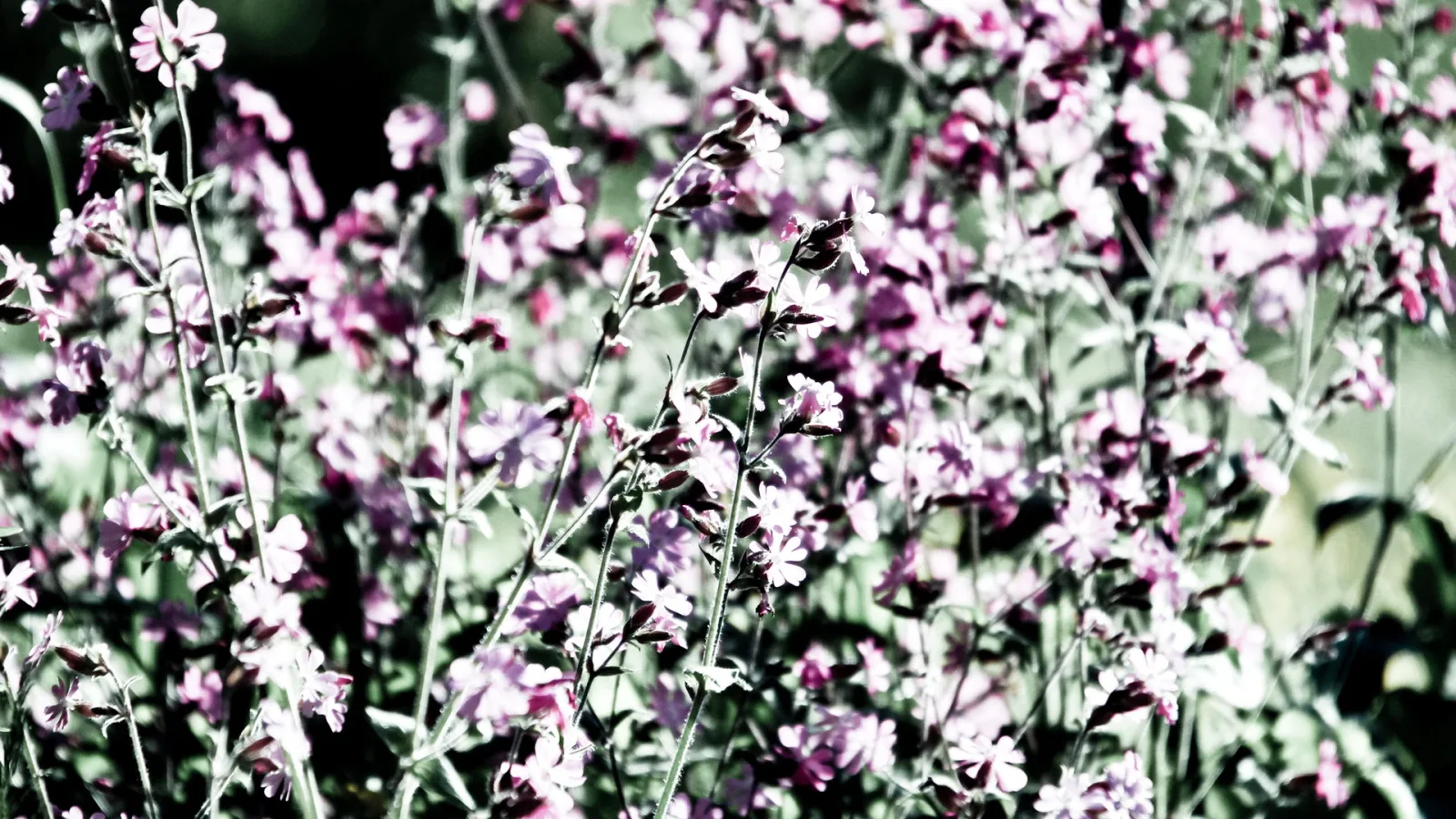 Viele rosa Blüten mit dünnen grünen Stängeln vor einem unscharfen grünen Hintergrund